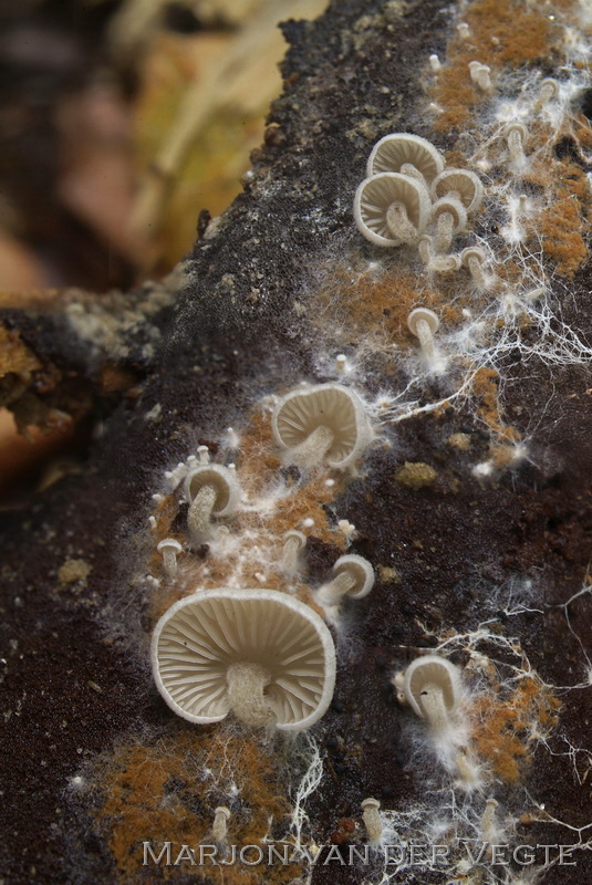 Schelpsatijnzwam - Entoloma byssisedum